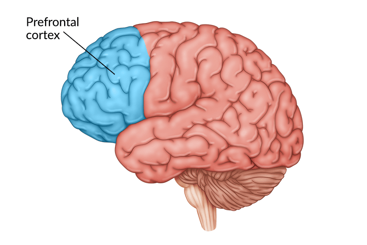 corteccia prefrontale