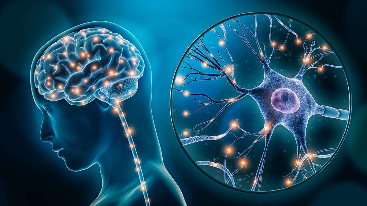 neuroplasticita
