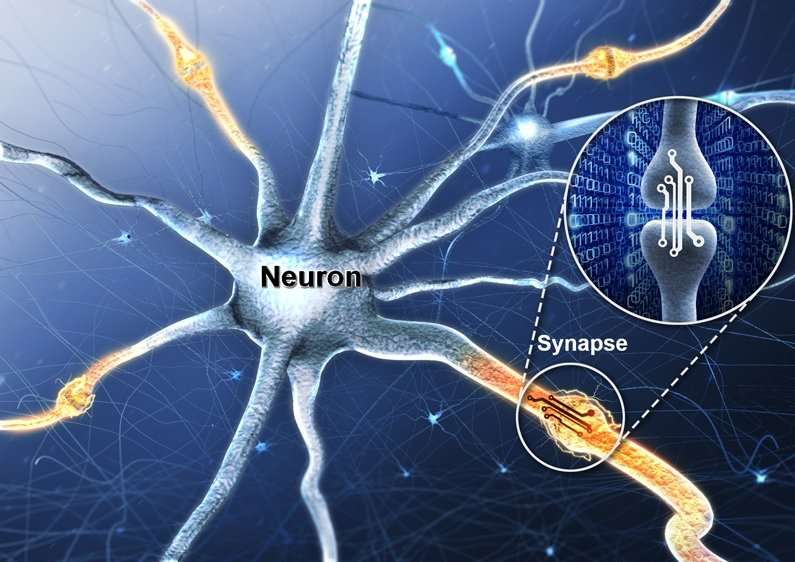 ninaspi neurale